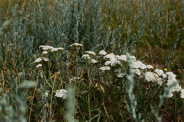 Healers All Purpose Salve