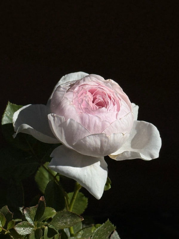White rose with pink center on a dark background