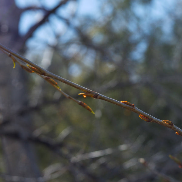 Healers All Purpose Salve