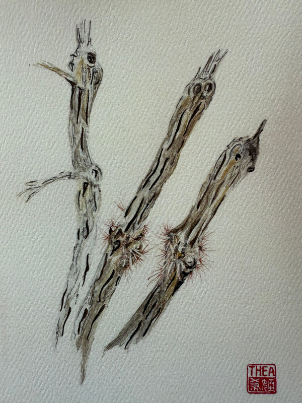 Cholla Skeleton Card