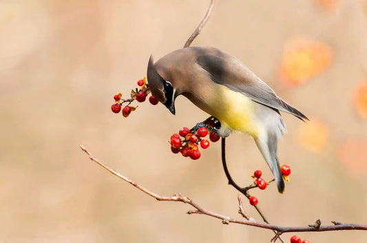 Cedar Waxwing