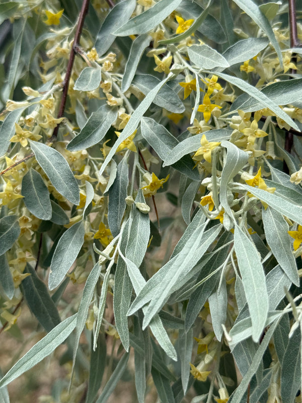 Elaea Hair Health Oil