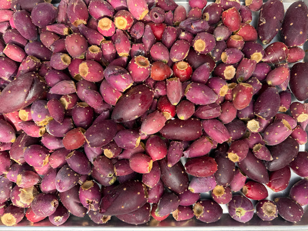 Prickly Pear Cactus Lotion