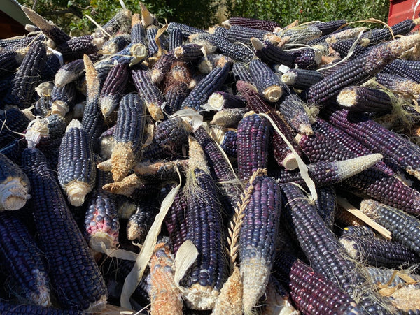 New Mexico Blue Corn