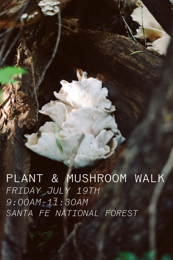 Summer Plant Walk: Santa Fe National Forest