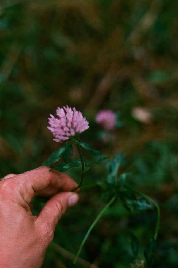 Dandelion Meadow Cream