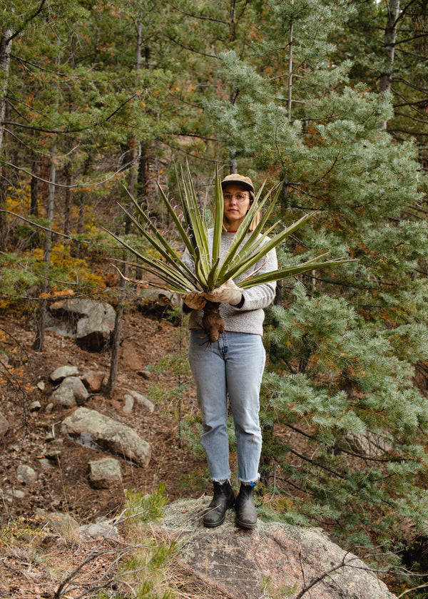 Summer Plant Walk: Santa Fe National Forest