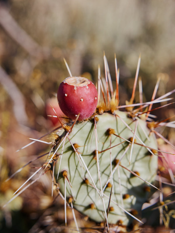 Prickly Pear Cactus Lotion