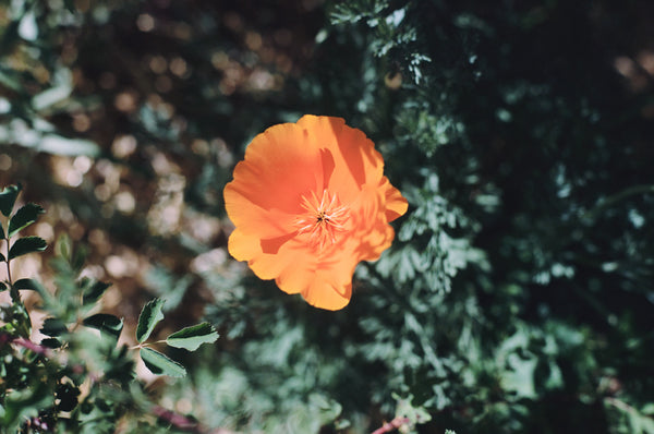 Peaceful Poppy Glycerite